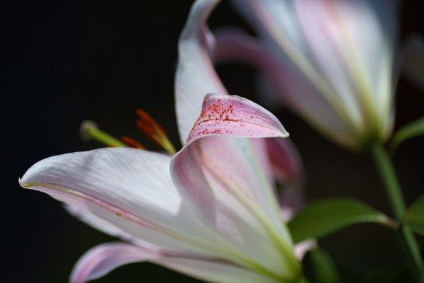 Lilies Of Two by Joy Watson